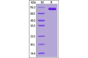 Cynomolgus PSMA, His Tag on  under reducing (R) condition.