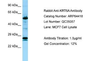 Western Blotting (WB) image for anti-Keratin 6A (KRT6A) (C-Term) antibody (ABIN2774397)