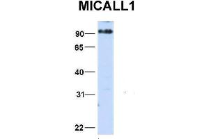 Host:  Rabbit  Target Name:  MICALL1  Sample Type:  HepG2  Antibody Dilution:  1. (MICAL-Like 1 anticorps  (N-Term))