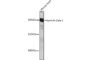 Western blot analysis of extracts of Mouse heart, using Laminin beta 1 Rabbit mAb (ABIN7268185) at 1:1000 dilution. (Laminin beta 1 anticorps)