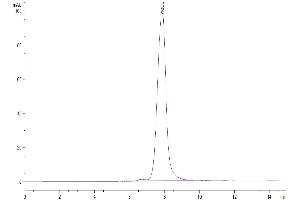 The purity of Biotinylated Human ANGPTL2/Angiopoietin-like 2 is greater than 95 % as determined by SEC-HPLC.