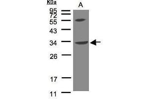 WB Image Sample(30 μg of whole cell lysate) A:Raji, 12% SDS PAGE antibody diluted at 1:500 (VPS37C anticorps  (N-Term))