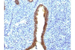 Formalin-fixed, paraffin-embedded human Uterus stained with ASRGL1 Mouse Monoclonal Antibody (CRASH/1289).