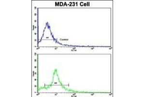 Flow cytometric analysis of MDA-231 cells using NUP62 Antibody (C-term )(bottom histogram) compared to a negative control cell (top histogram). (NUP62 anticorps  (C-Term))