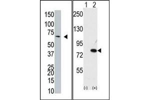 Image no. 1 for anti-Negative Regulator of Ubiquitin-Like Proteins 1 (NUB1) (C-Term) antibody (ABIN357742) (NUB1 anticorps  (C-Term))