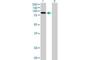 Western Blot analysis of RNF10 expression in transfected 293T cell line by RNF10 MaxPab polyclonal antibody. (RNF10 anticorps  (AA 1-811))
