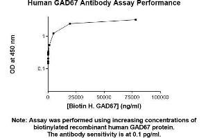 Immunofluorescence (IF) image for anti-Glutamate Decarboxylase 1 (Brain, 67kDa) (GAD1) (AA 1-594) antibody (ABIN5566519) (GAD anticorps  (AA 1-594))