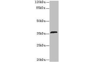 Western blot All lanes: OR2L13 antibody at 6 μg/mL + Mouse liver tissue Secondary Goat polyclonal to rabbit IgG at 1/10000 dilution Predicted band size: 36 kDa Observed band size: 36 kDa (OR2L13 anticorps  (AA 158-194))