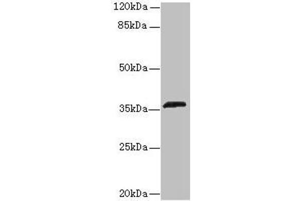 OR2L13 antibody  (AA 158-194)