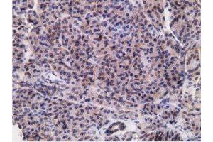 Immunohistochemical staining of paraffin-embedded Human pancreas tissue using anti-RBBP9 mouse monoclonal antibody.