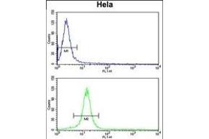 CENPH Antibody (Center) (ABIN653160 and ABIN2842728) flow cytometry analysis of Hela cells (bottom histogram) compared to a negative control cell (top histogram).