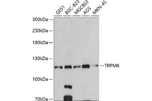 Western blot analysis of extracts of various cell lines, using TRPM8 antibody (ABIN6128839, ABIN6149591, ABIN6149593 and ABIN6220964) at 1:500 dilution.