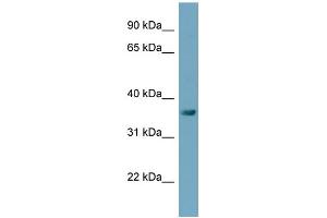 anti-TAM41, Mitochondrial Translocator Assembly and Maintenance Protein (TAMM41) (Middle Region) antibody