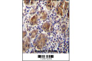 MLPH Antibdy immunohistochemistry analysis in formalin fixed and paraffin embedded human stomach tissue followed by peroxidase conjugation of the secondary antibody and DAB staining. (Melanophilin anticorps  (C-Term))