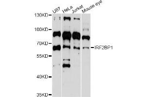 Western blot analysis of extracts of various cell lines, using IRF2BP1 antibody (ABIN6293112) at 1:3000 dilution. (IRF2BP1 anticorps)