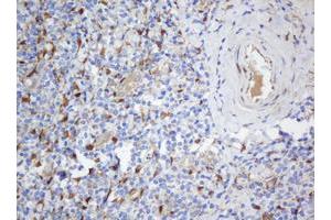 Image no. 2 for anti-Selenium Binding Protein 1 (SELENBP1) antibody (ABIN1500864)