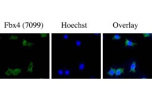 Image no. 2 for anti-F-Box Protein 4 (FBXO4) (N-Term) antibody (ABIN221159) (FBXO4 anticorps  (N-Term))
