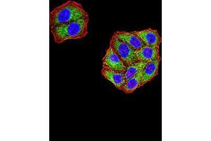 Immunofluorescence analysis of Hela cells using KDM3A mouse mAb (green).