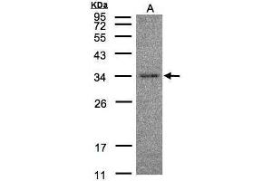 WB Image Sample(30 μg of whole cell lysate) A:Hep G2, 12% SDS PAGE antibody diluted at 1:500 (HAAO anticorps)