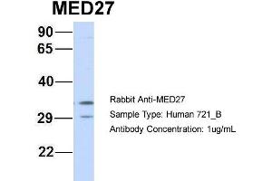 Host: Rabbit Target Name: MED27 Sample Type: 721_B Antibody Dilution: 1. (MED27 anticorps  (Middle Region))