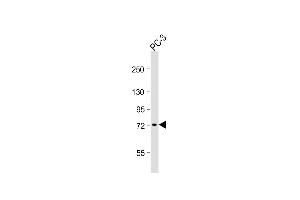 Anti-DVL1 Antibody (Center)at 1:1000 dilution + PC-3 whole cell lysates Lysates/proteins at 20 μg per lane.