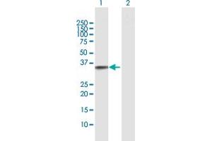 Western Blot analysis of TNFSF15 expression in transfected 293T cell line by TNFSF15 MaxPab polyclonal antibody. (TNFSF15 anticorps  (AA 1-251))