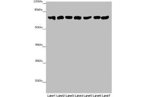 Western blot All lanes: EFHC1 antibody at 9. (EFHC1 anticorps  (AA 391-640))