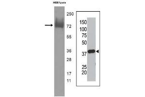 Image no. 1 for anti-Small Ubiquitin Related Modifier Protein 1 (SUMO1) antibody (ABIN356808) (SUMO1 anticorps)