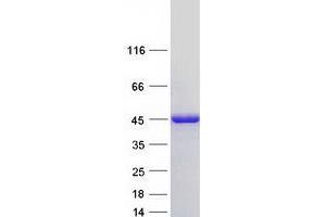 NDRG Family Member 2 (NDRG2) (Transcript Variant 6) protein (Myc-DYKDDDDK Tag)