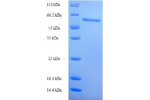 FAD Synthetase Protein (AA 1-490) (His-SUMO Tag)