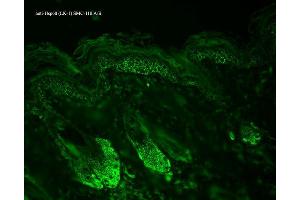 Immunohistochemistry analysis using Mouse Anti-Hsp60 Monoclonal Antibody, Clone LK-1 .