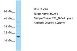 Image no. 1 for anti-H2A Histone Family, Member J (H2AFJ) (C-Term) antibody (ABIN6750105) (H2AFJ anticorps  (C-Term))