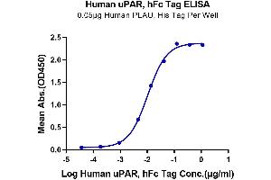 Immobilized Human PLAU, His Tag at 0.