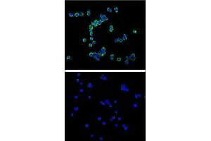 Confocal immunofluorescent analysis of C antibody  with R cell (above) compared with Jurkat as negative cell line (below). (Syndecan 1 anticorps)