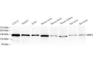 Western blot analysis of MRP3 (ABIN7073148) at dilution of 1: 500 (ABCC3 anticorps)