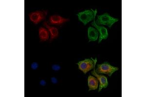 ABIN7094297 and ABIN7098344 staining HepG2 cells by IF/ICC. (RABL4 anticorps  (Internal Region))