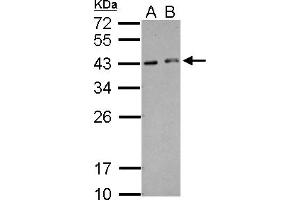 Western Blotting (WB) image for anti-Hexamthylene Bis-Acetamide Inducible 2 (HEXIM2) (AA 1-264) antibody (ABIN1498643) (HEXIM2 anticorps  (AA 1-264))