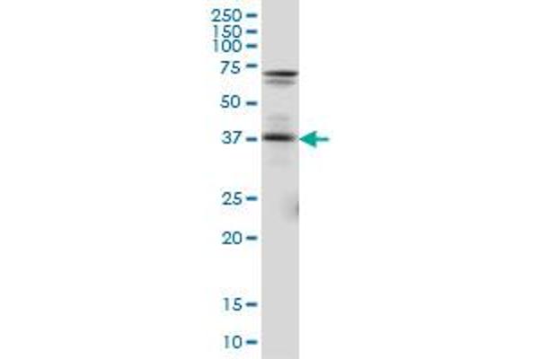 PAX5 anticorps  (AA 192-301)