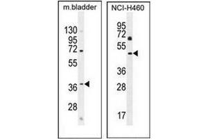 Western blot analysis in mouse bladder tissue (left) and NCI-H460 cell line (right) lysates  (35ug/lane) using CL029 antibody (N-term) Cat. (C12ORF29 anticorps  (N-Term))