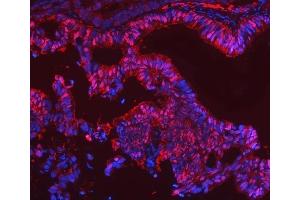 IF analysis of SBP/SELENBP1 using anti-SBP/SELENBP1 antibody (ABIN7600755). (SELENBP1 anticorps  (AA 23-462))