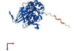 AlphaFold protein structure predicition of Mouse Recombinant Rbks Protein, UniprotID Q8R1Q9