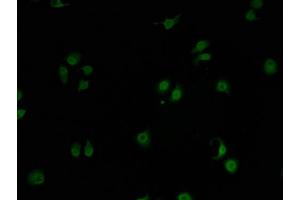 Immunofluorescence staining of A549 cells with ABIN7153303-IF at 1:100, counter-stained with DAPI. (GPRIN2 anticorps  (AA 1-221))