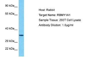 Host: Rabbit Target Name: RBMY1A1 Sample Tissue: Human 293T Whole Cell Antibody Dilution: 1ug/ml