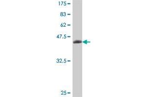Western Blot detection against Immunogen (38.