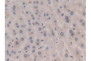 DAB staining on IHC-P; Samples: Mouse Liver Tissue) (APOA5 anticorps  (AA 21-210))