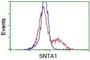 Image no. 1 for anti-Syntrophin, alpha 1 (Dystrophin-Associated Protein A1, 59kDa, Acidic Component) (SNTA1) antibody (ABIN1501028)