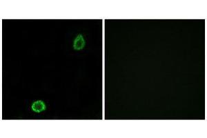 Immunofluorescence (IF) image for anti-ATP-Binding Cassette, Sub-Family A (ABC1), Member 13 (ABCA13) (Internal Region) antibody (ABIN1850836) (ABCA13 anticorps  (Internal Region))