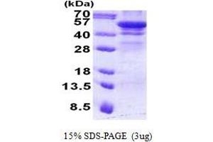 Image no. 1 for Hexosaminidase A (HEXA) protein (His tag) (ABIN1098761)