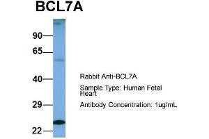 Host: Rabbit  Target Name: BCL7A  Sample Tissue: Human Fetal Heart  Antibody Dilution: 1.