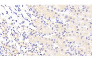 Detection of VCAN in Mouse Kidney Tissue using Polyclonal Antibody to Versican (VCAN)